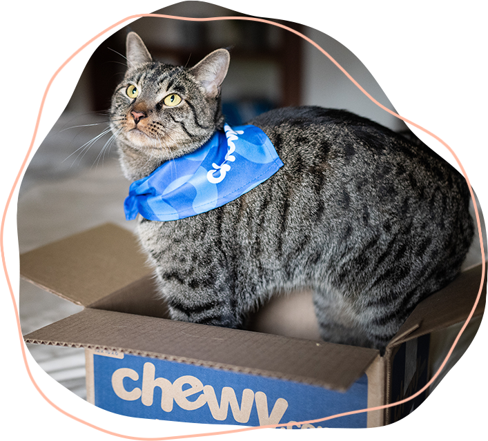 Cat in an open Chewy box