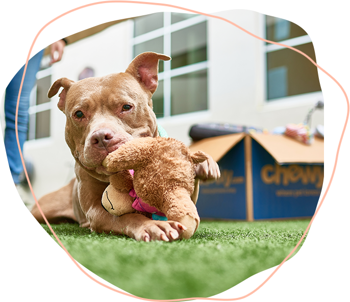 Dog with a toy from a Chewy box
