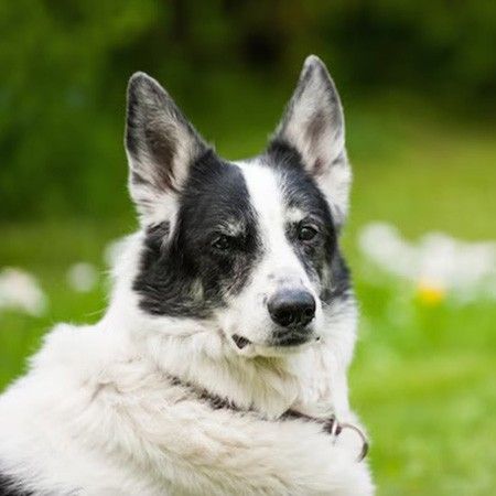 dog age