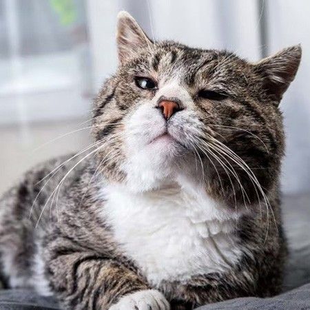 frozen cat