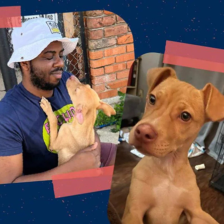 shelter pet story