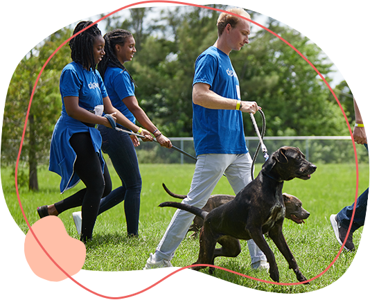people walking their dogs